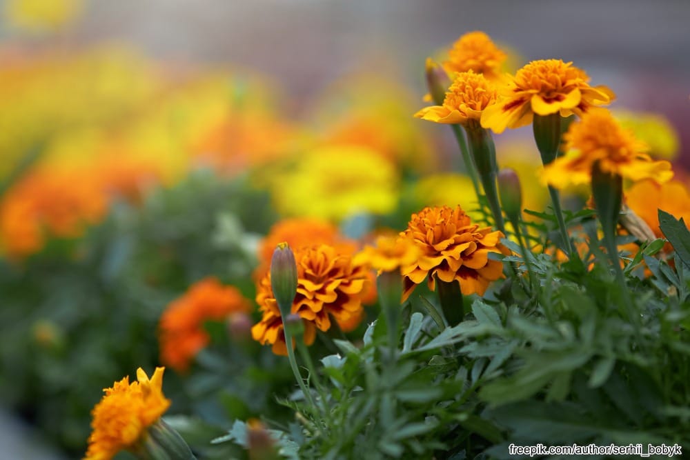 Neven – Biljka za sto bolesti! (recept)