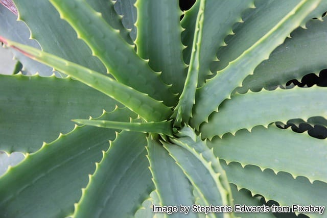 Aloe vera – Aloe vera Barbadensis Miller