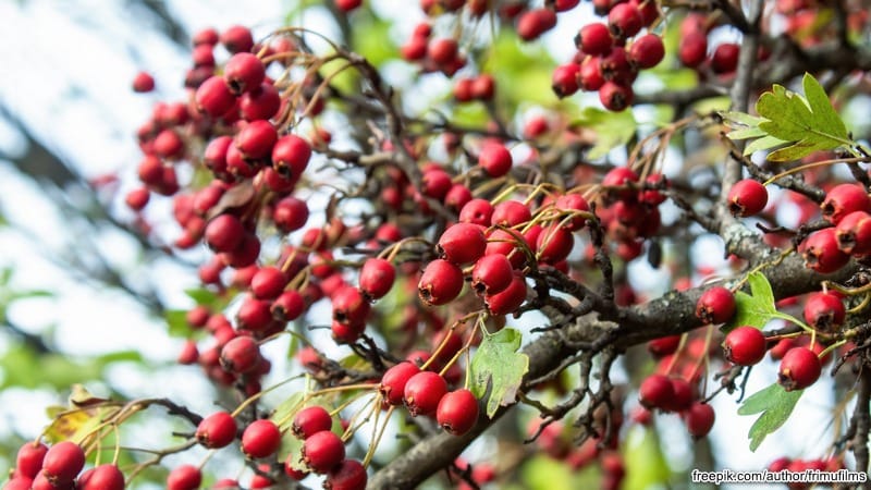 Glog – Lek za srce