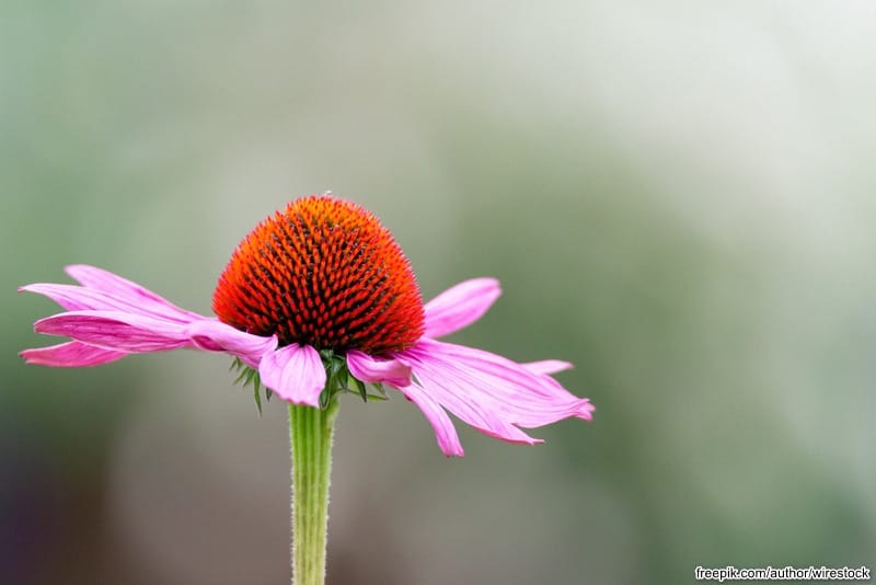 Ehinacea – lekovita biljka za imuni sistem